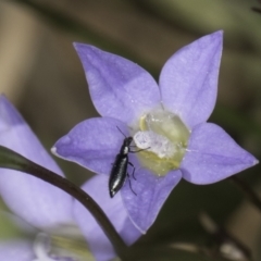 Dasytinae (subfamily) (Soft-winged flower beetle) at McKellar, ACT - 17 Nov 2023 by kasiaaus