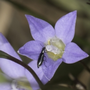 Dasytinae (subfamily) at McKellar, ACT - 17 Nov 2023 03:11 PM