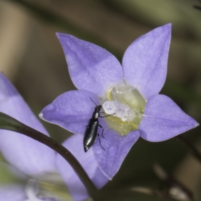 Dasytinae (subfamily) (Soft-winged flower beetle) at Croke Place Grassland (CPG) - 17 Nov 2023 by kasiaaus