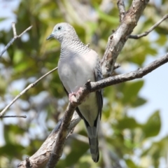 Geopelia placida (Peaceful Dove) at Bushland Beach, QLD - 19 Nov 2023 by TerryS