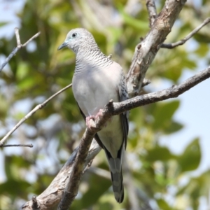 Geopelia placida at Bushland Beach, QLD - 19 Nov 2023