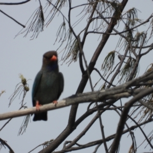 Eurystomus orientalis at Bushland Beach, QLD - 19 Nov 2023 08:36 AM