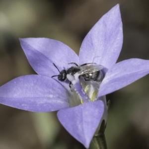 Lasioglossum (Chilalictus) sp. (genus & subgenus) at McKellar, ACT - 17 Nov 2023