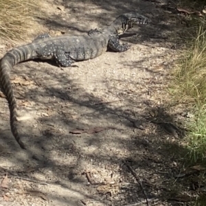 Varanus rosenbergi at Tidbinbilla Nature Reserve - suppressed