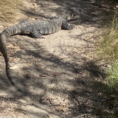 Varanus rosenbergi (Heath or Rosenberg's Monitor) at Tidbinbilla Nature Reserve - 19 Nov 2023 by Miranda2638