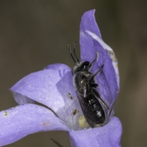 Lasioglossum (Chilalictus) lanarium at McKellar, ACT - 17 Nov 2023