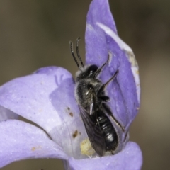 Lasioglossum (Chilalictus) lanarium at McKellar, ACT - 17 Nov 2023