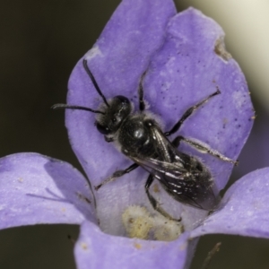 Lasioglossum (Chilalictus) lanarium at McKellar, ACT - 17 Nov 2023