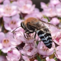 Bembix sp. (genus) at ANBG - 19 Nov 2023