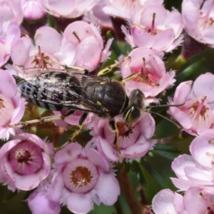 Bembix sp. (genus) at ANBG - 19 Nov 2023