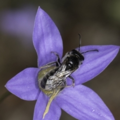 Lasioglossum (Chilalictus) lanarium (Halictid bee) at McKellar, ACT - 17 Nov 2023 by kasiaaus