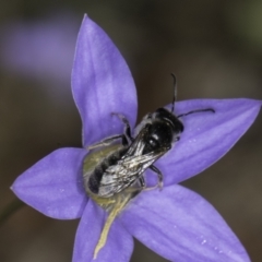 Lasioglossum (Chilalictus) lanarium (Halictid bee) at Croke Place Grassland (CPG) - 17 Nov 2023 by kasiaaus