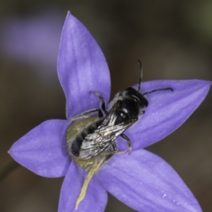 Lasioglossum (Chilalictus) lanarium at McKellar, ACT - 17 Nov 2023