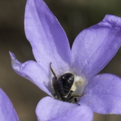 Lasioglossum (Chilalictus) lanarium at McKellar, ACT - 17 Nov 2023