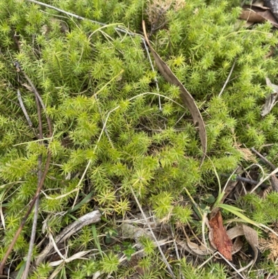 Acrotriche serrulata (Ground-berry) at Namadgi National Park - 13 Oct 2023 by Tapirlord