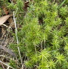 Acrotriche serrulata at Namadgi National Park - 13 Oct 2023