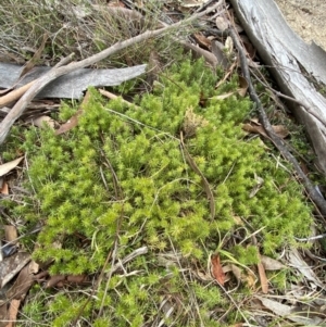 Acrotriche serrulata at Namadgi National Park - 13 Oct 2023