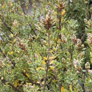 Brachyloma daphnoides at Namadgi National Park - 13 Oct 2023 04:50 PM