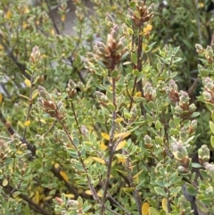 Brachyloma daphnoides (Daphne Heath) at Rendezvous Creek, ACT - 13 Oct 2023 by Tapirlord