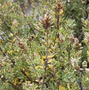 Brachyloma daphnoides at Namadgi National Park - 13 Oct 2023