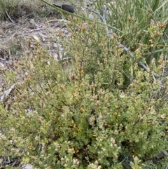 Brachyloma daphnoides at Namadgi National Park - 13 Oct 2023