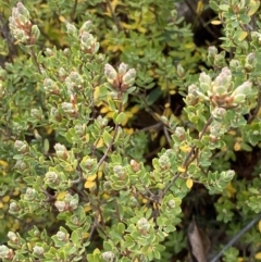 Brachyloma daphnoides at Namadgi National Park - 13 Oct 2023