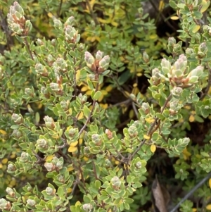 Brachyloma daphnoides at Namadgi National Park - 13 Oct 2023