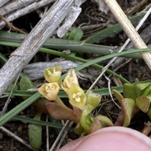 Montia fontana at Namadgi National Park - 13 Oct 2023