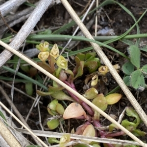 Montia fontana at Namadgi National Park - 13 Oct 2023