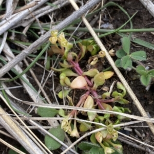 Montia fontana at Namadgi National Park - 13 Oct 2023