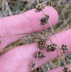 Juncus filicaulis (Thread Rush) at Namadgi National Park - 13 Oct 2023 by Tapirlord