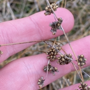 Juncus filicaulis at Namadgi National Park - 13 Oct 2023 04:46 PM