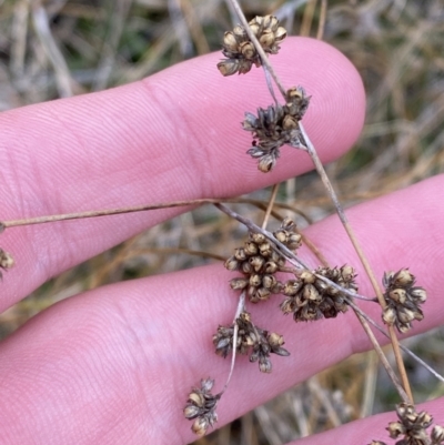 Juncus filicaulis (Thread Rush) at Namadgi National Park - 13 Oct 2023 by Tapirlord