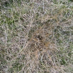 Juncus filicaulis at Namadgi National Park - 13 Oct 2023 04:46 PM