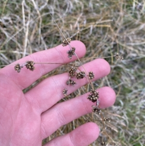 Juncus filicaulis at Namadgi National Park - 13 Oct 2023 04:46 PM