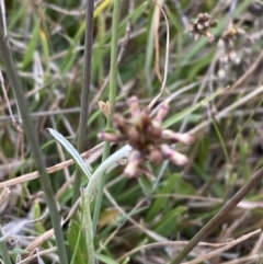 Euchiton japonicus (Creeping Cudweed) at Rendezvous Creek, ACT - 13 Oct 2023 by Tapirlord