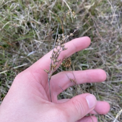 Juncus subsecundus (Finger Rush) at Rendezvous Creek, ACT - 13 Oct 2023 by Tapirlord