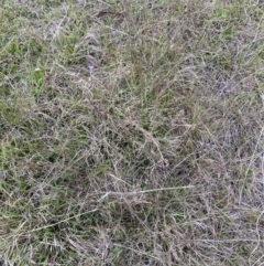 Juncus subsecundus at Namadgi National Park - 13 Oct 2023