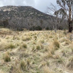 Poa labillardierei at Namadgi National Park - 13 Oct 2023