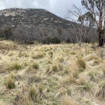 Poa labillardierei (Common Tussock Grass, River Tussock Grass) at Rendezvous Creek, ACT - 13 Oct 2023 by Tapirlord