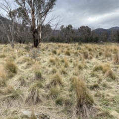 Poa labillardierei at Namadgi National Park - 13 Oct 2023