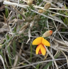 Mirbelia oxylobioides (Mountain Mirbelia) at Rendezvous Creek, ACT - 13 Oct 2023 by Tapirlord