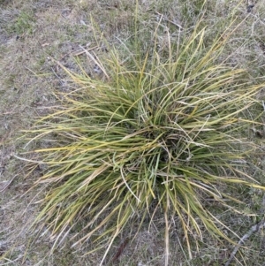 Lomandra multiflora at Namadgi National Park - 13 Oct 2023