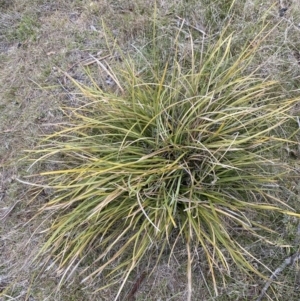 Lomandra multiflora at Namadgi National Park - 13 Oct 2023