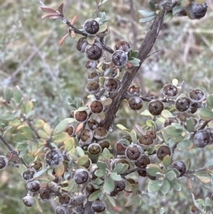 Leptospermum myrtifolium at Namadgi National Park - 13 Oct 2023