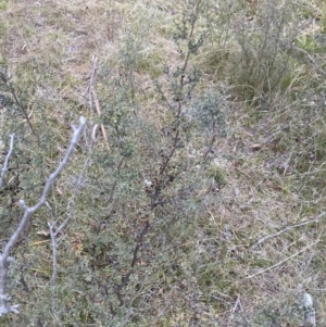 Leptospermum myrtifolium at Namadgi National Park - 13 Oct 2023