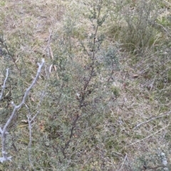 Leptospermum myrtifolium at Namadgi National Park - 13 Oct 2023