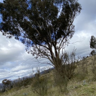 Eucalyptus rubida subsp. rubida (Candlebark) at Rendezvous Creek, ACT - 13 Oct 2023 by Tapirlord