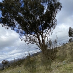 Eucalyptus rubida subsp. rubida (Candlebark) at Rendezvous Creek, ACT - 13 Oct 2023 by Tapirlord