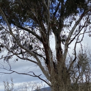 Eucalyptus rubida subsp. rubida at Namadgi National Park - 13 Oct 2023 04:10 PM